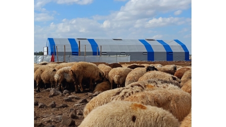 Küçük Baş Hayvan Çadırı